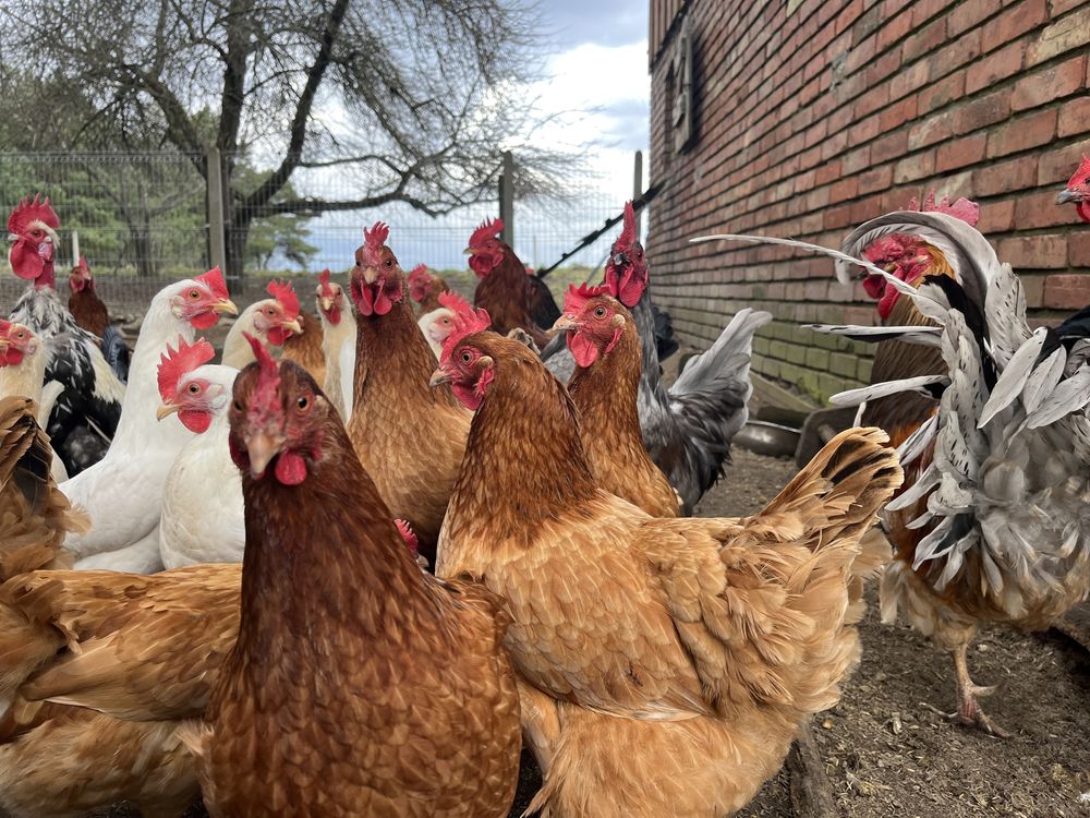 Domek na wsi, Kaszuby, agroturystyka Ugoszczanka