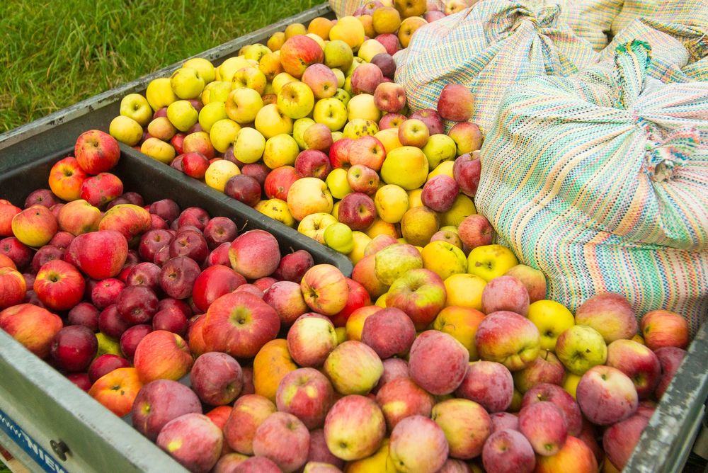 Sok jabłkowy tłoczony 100%