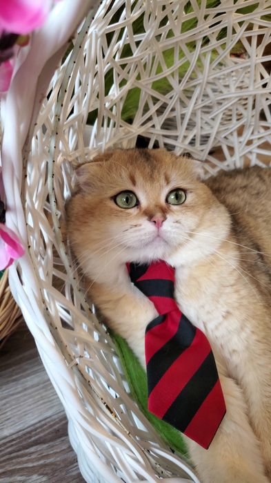 Нежные и ручные котята,  малыши золотая шиншилла.