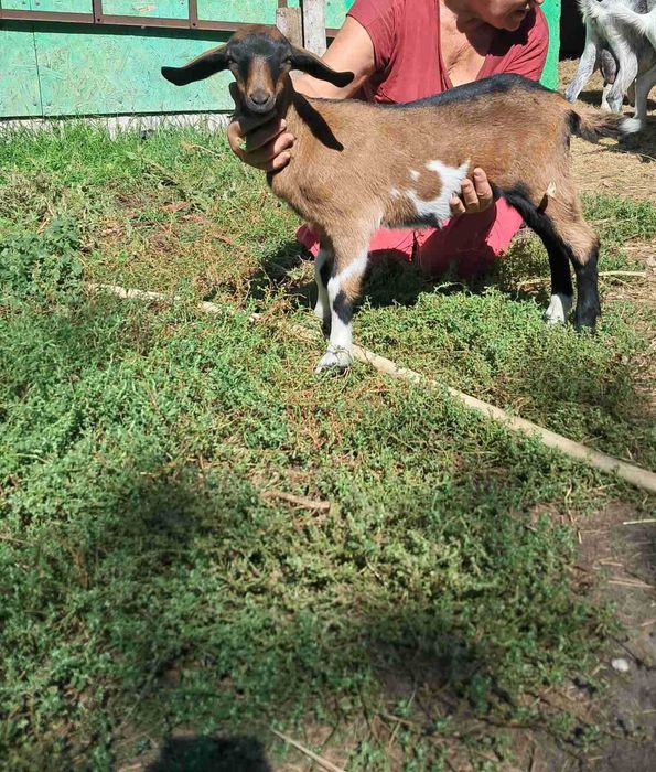 Козы козлята альпы и зааны