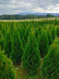 Thuja Szmaragd 140cm Tuja Smaragd mega gęsta żywotnik Śląskie Promocja