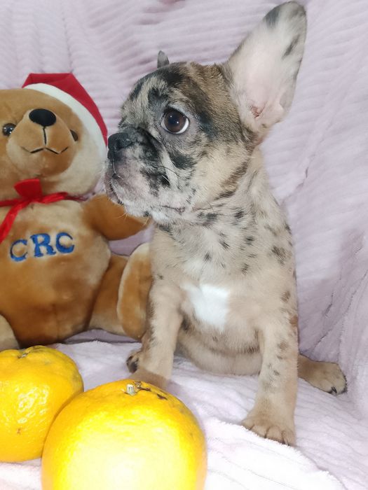 Продаж французьких бульдогів