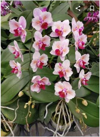 Орхидея бабочка в крап 5017