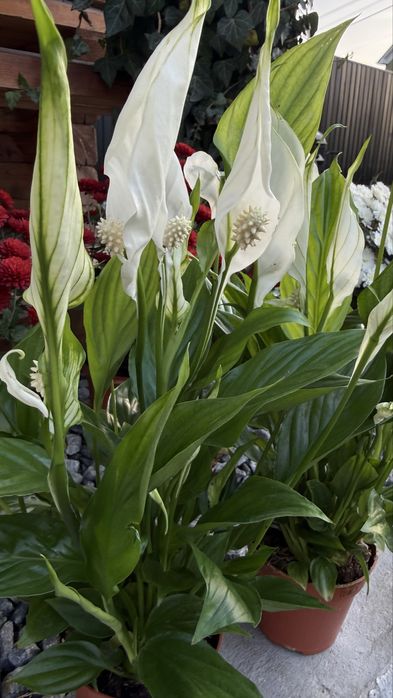 Спатіфілум антуріум сциндапсус алоказія пеперомія епіпремнум