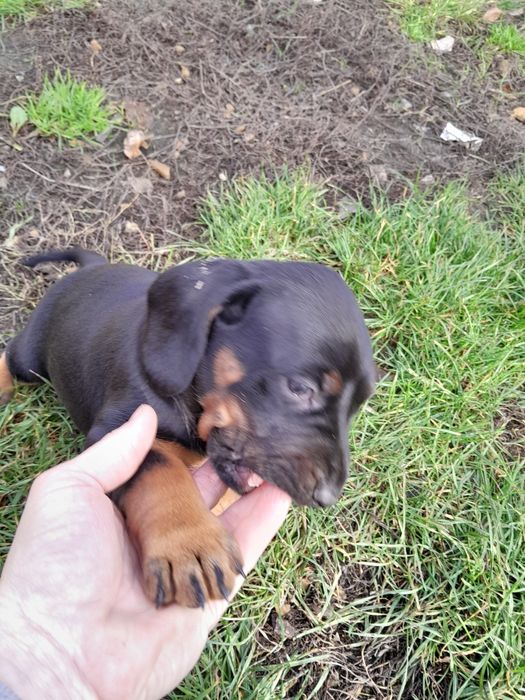 Ginczy polski szczeniak