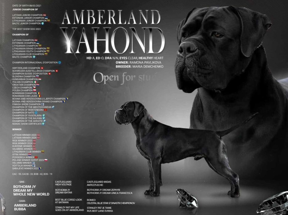 Cane Corso – Czarny książę FCI