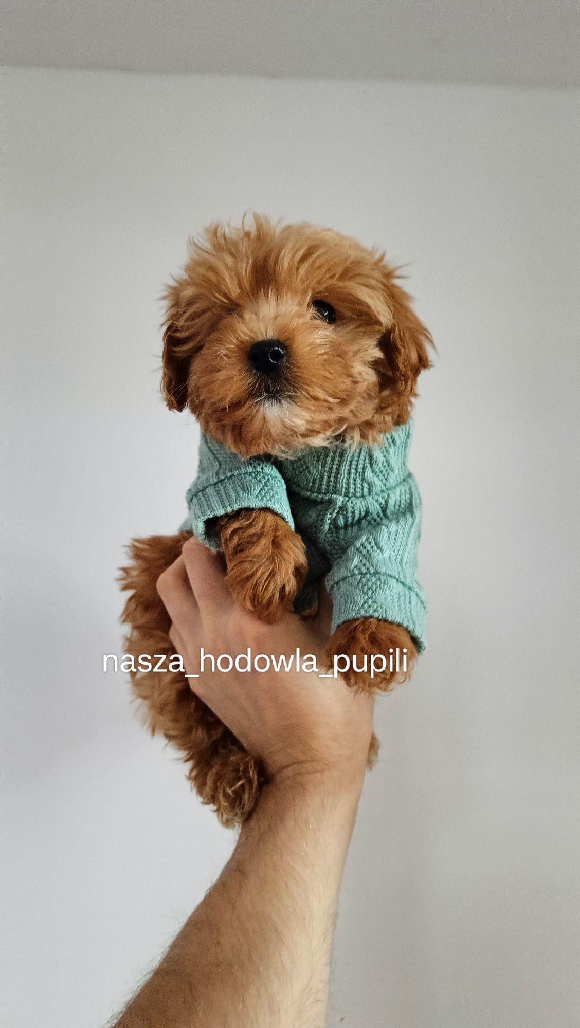 Maltipoo F1 czerwony piesek pudel toy x maltańczyk