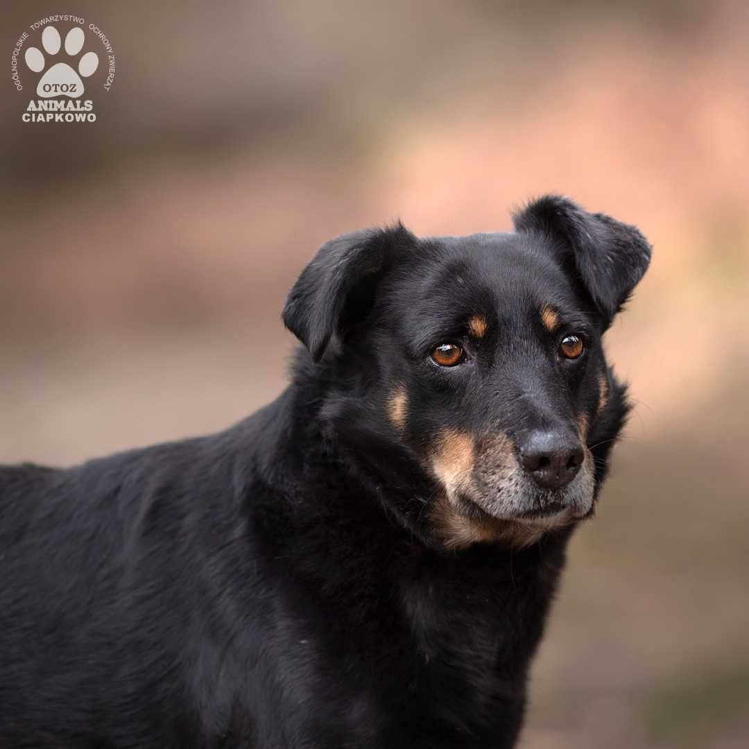 Simon szuka wyrozumiałego domu! OTOZ Animals Schronisko Ciapkowo