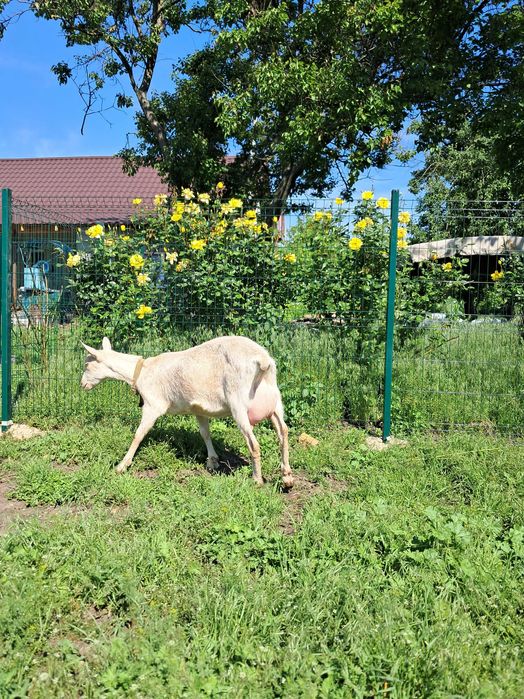 Коза дійна заано-альпійка 50/50%