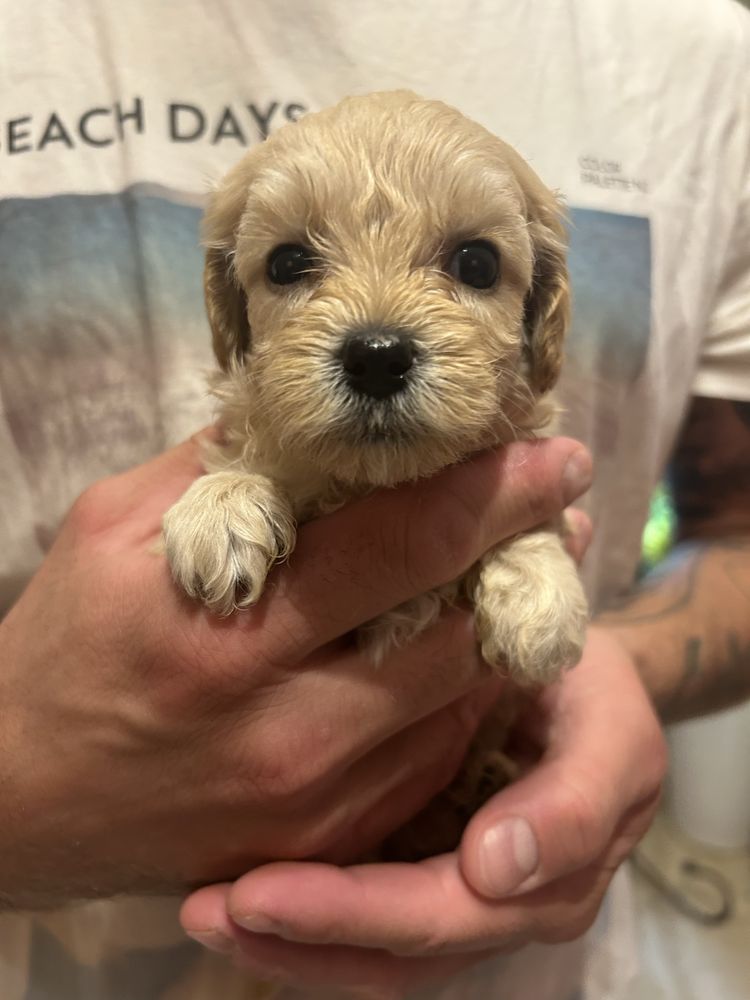 Piesek maltipoo F1