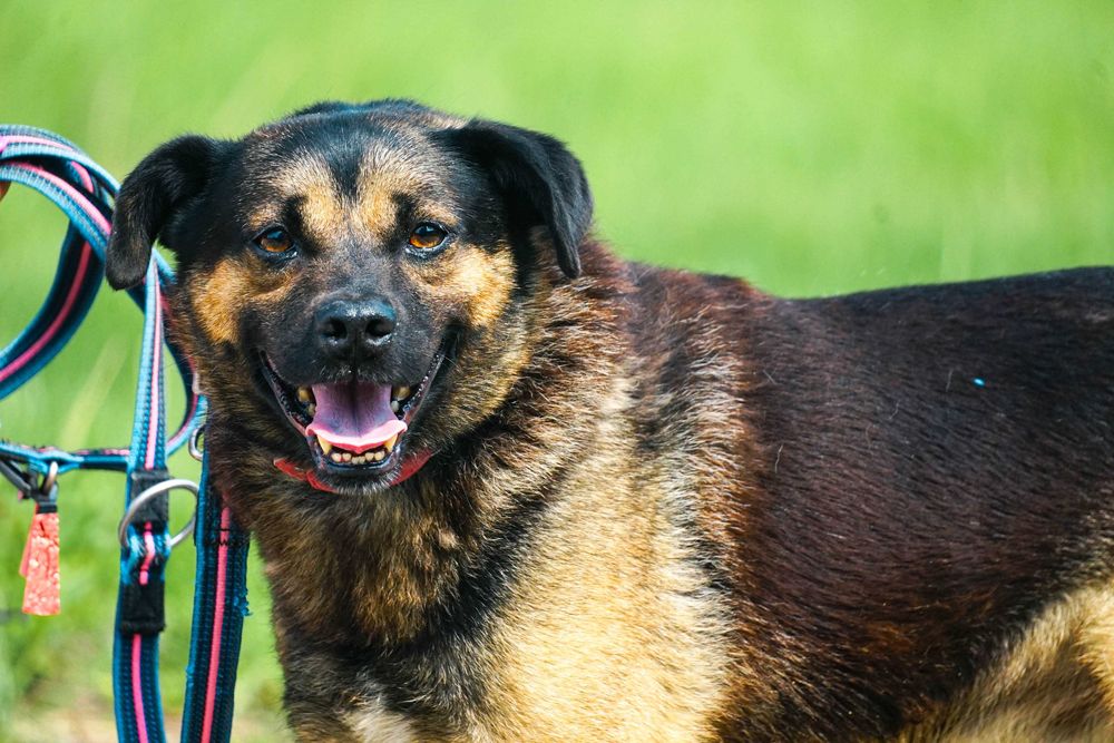 VIRGO - śliczny piesek szuka domu