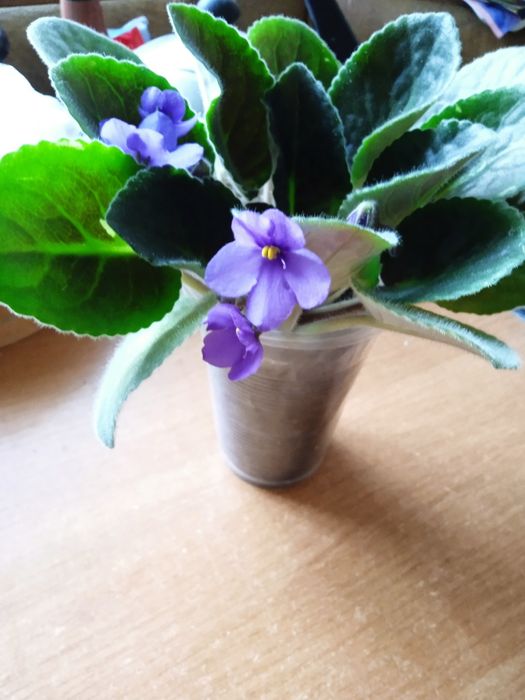 Алое лекарственный и другие