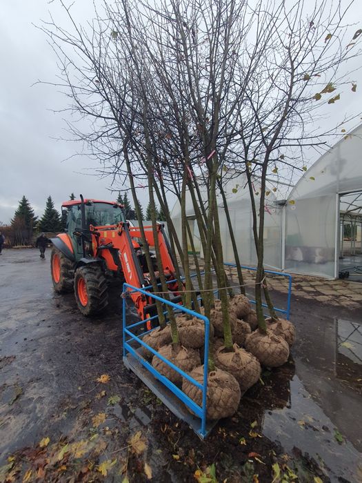 Lipa drobnolistna od 10 do 25cm obwodu