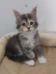 Gatinho Maine Coon com Lop