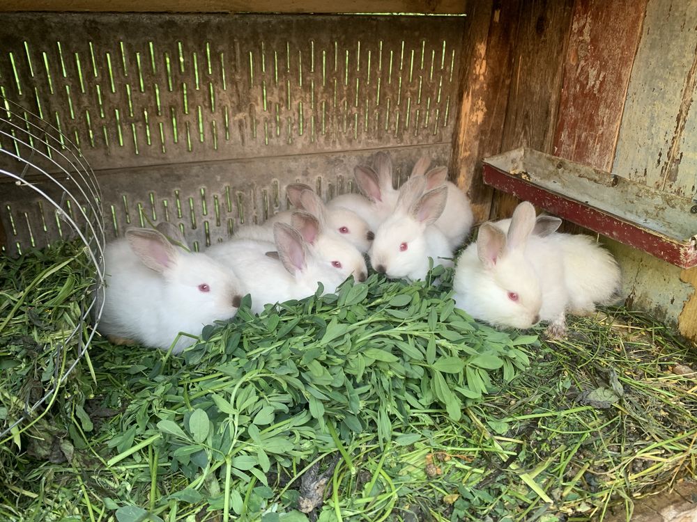 Продам чистокровних каліфорніїців