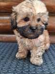Shihpoo cudowna mala sunia  !