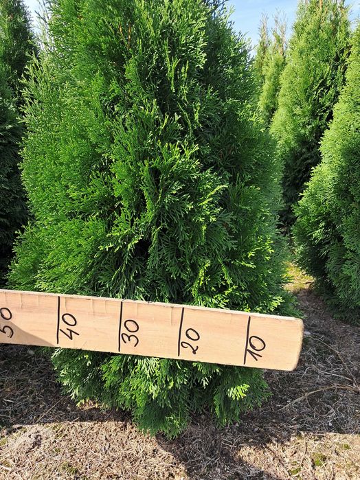 Tuja Szmaragd 160cm GAT 1, Bardzo gęste, Gwarancja przyjęcia, Dowóz