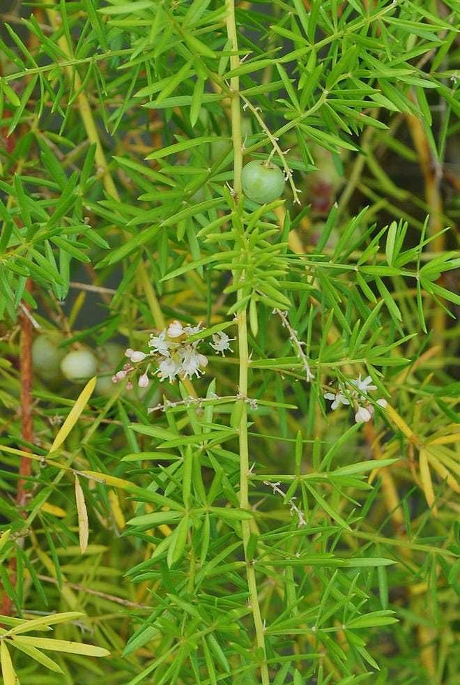 Asparagus aethiopicus planta decorativa