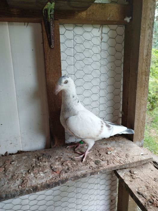 Gołębie staropolskie Młode 2025 Po tej parze ostatnia para z 2024 r  l