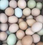 Продам Домашні яйця