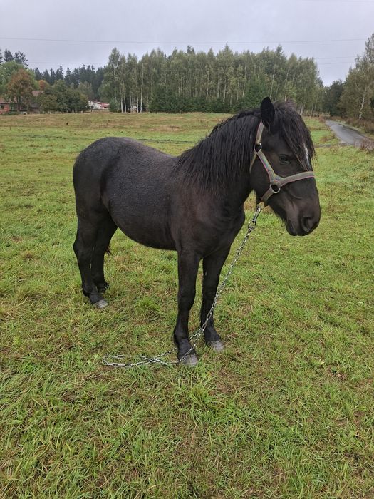 Sprzedam zrebice zimnokrwistom