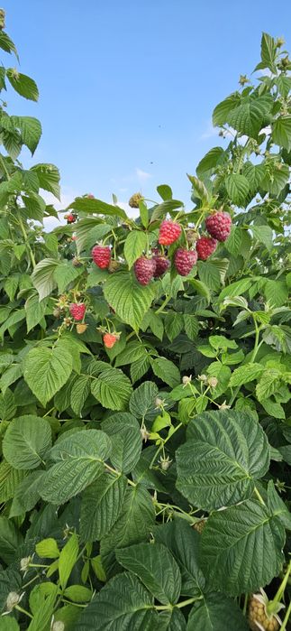 Sadzonka malin jesiennych Polonez Poemat  Sugana i John.