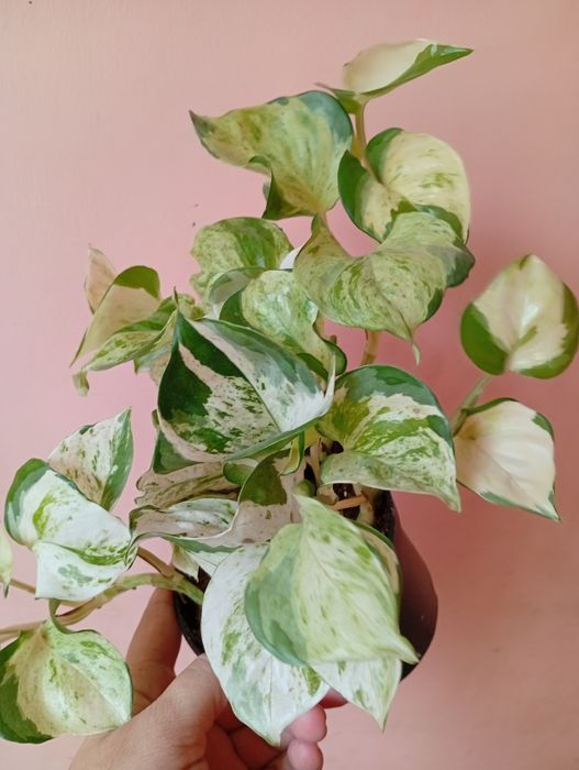 Вариегатный Эпипремнум сциндапсус  хепи лиф