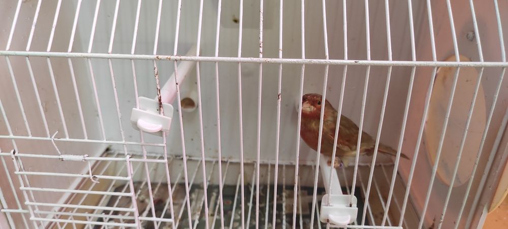 Cedo macho de canário pastel vermelho de 2025