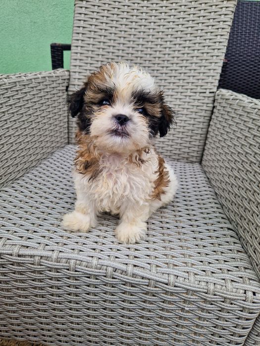 Shih-tzu aktualne trikolor Szczeniak