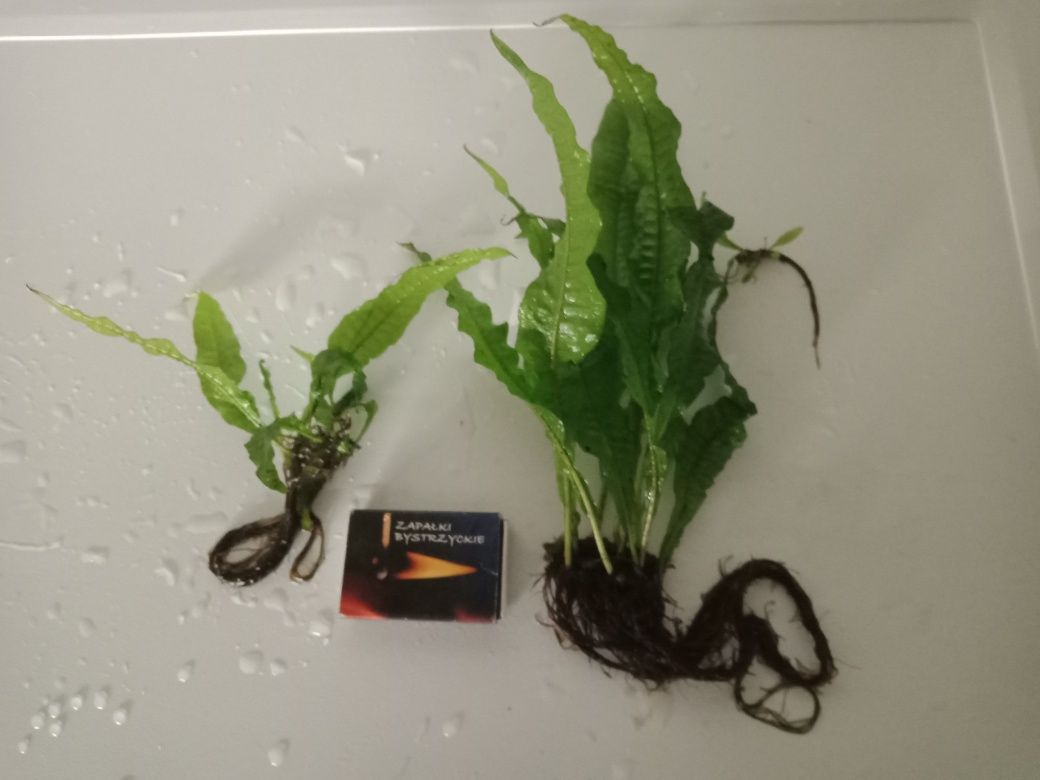 Microsorium roślina akwariowa + gratis