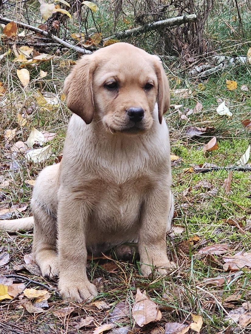 Labrador retriever piesek