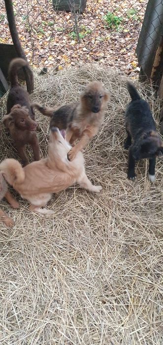 Отдам щенков бесплатно