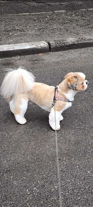 Вязка Ши-Тцу. 2000гр.