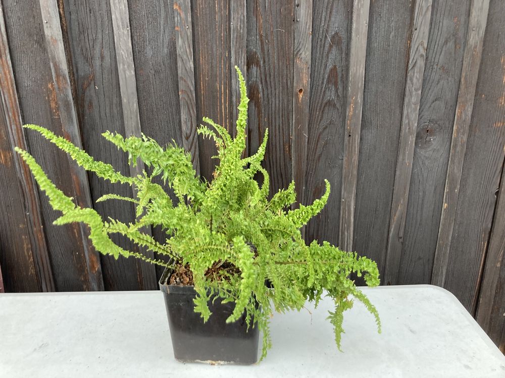 Juka, dracena, rośliny zielone, rośliny doniczkowe