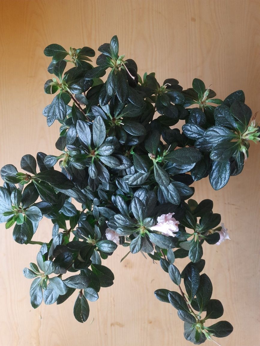 Азалия розовая комнатное растение