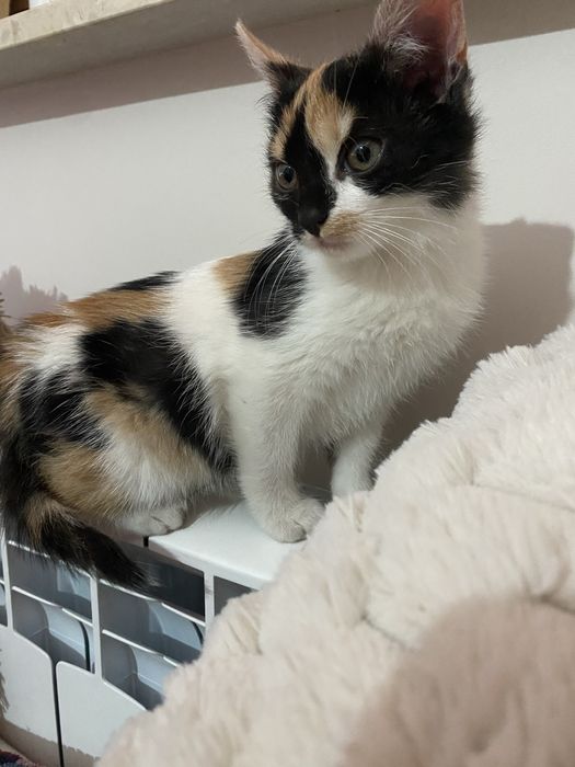 Oddam małe kotki w dobre ręce!!!