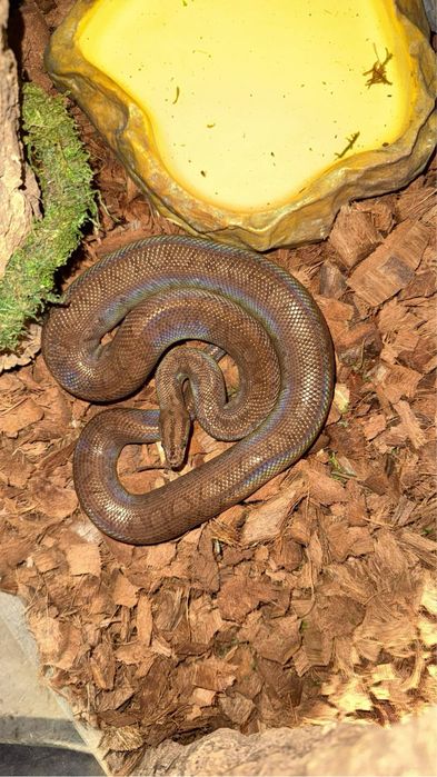 Wąż tęczowy (E.cenchria) odmiana kolumbijska samica ok. 2 lata (120cm)