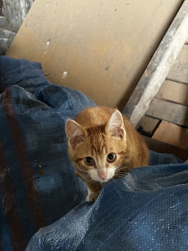 Cztery kotki do adopcji