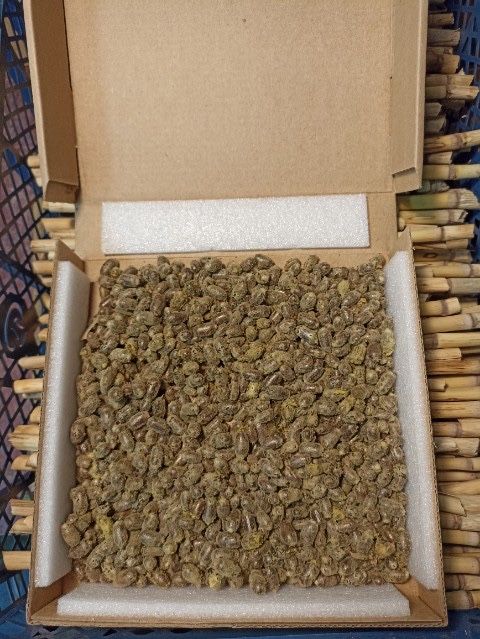 Kokony murarki, murarka ogrodowa