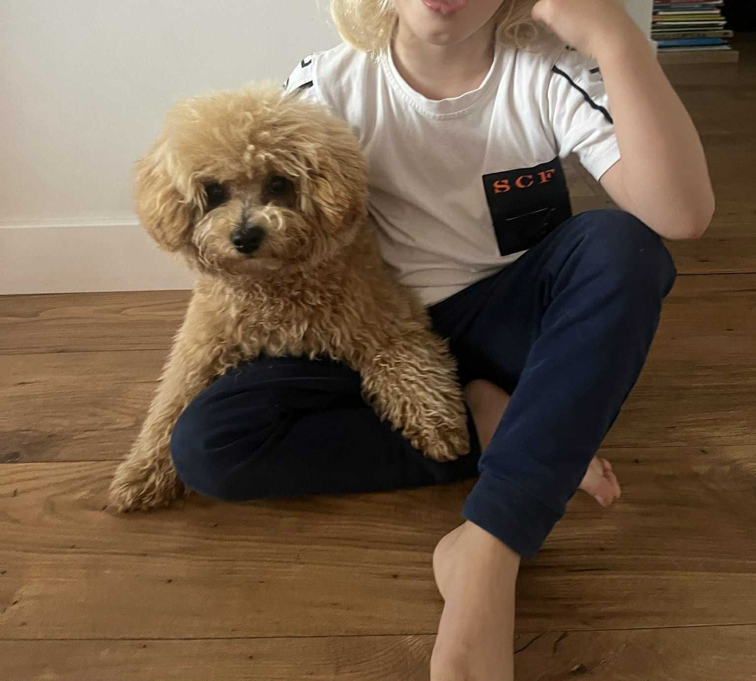 Bichpoo , Pudel / Bichon Frise , nie maltipoo,