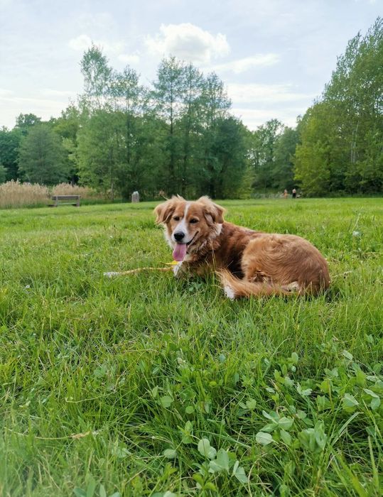 Behawiorysta & Trener psów