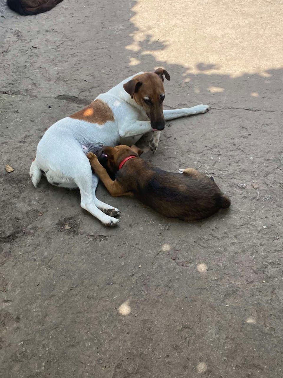 Віддамо в хороші руки цуценя.
