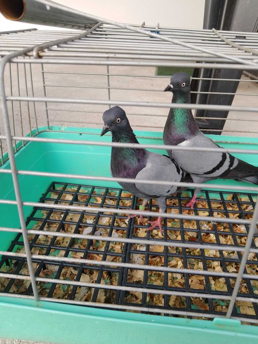 Sprzedam wiedeńskie