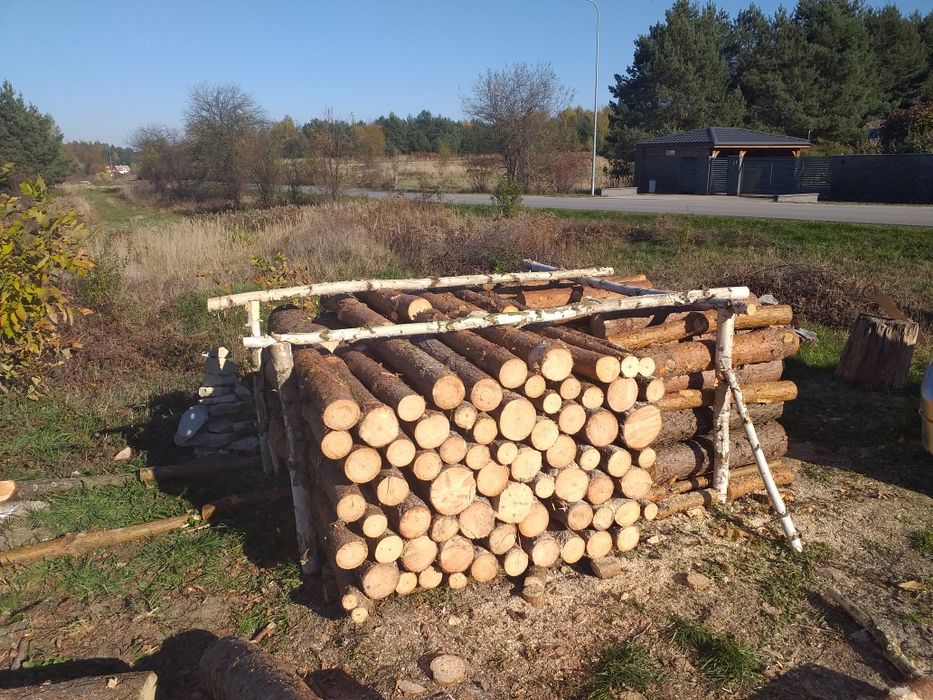 Drzewo opał sosna mokra