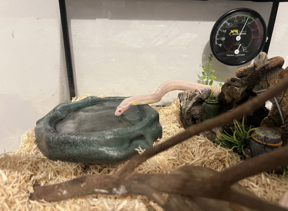 Cobra-do-milho + Terrário completo (1 ano, 75cm)