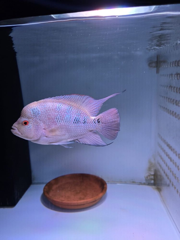 Flowerhorn 15cm