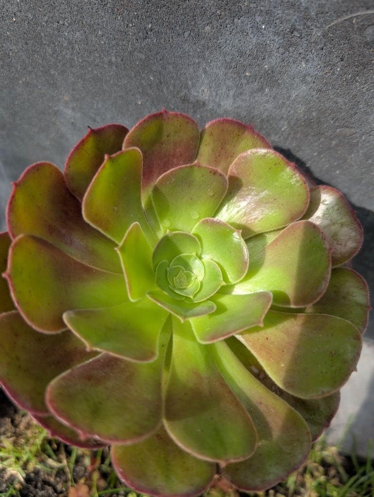 Eonium Schwarzkopf,pojedyńcza rozeta.