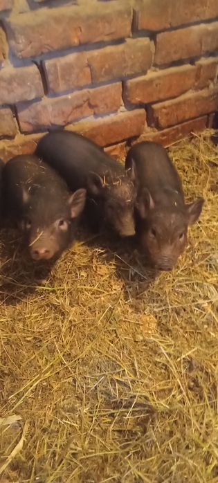 Поросята 5 неділь