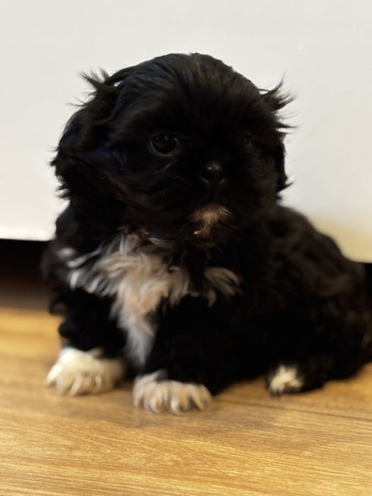 Piesek pekińczyk gotowy do odbioru