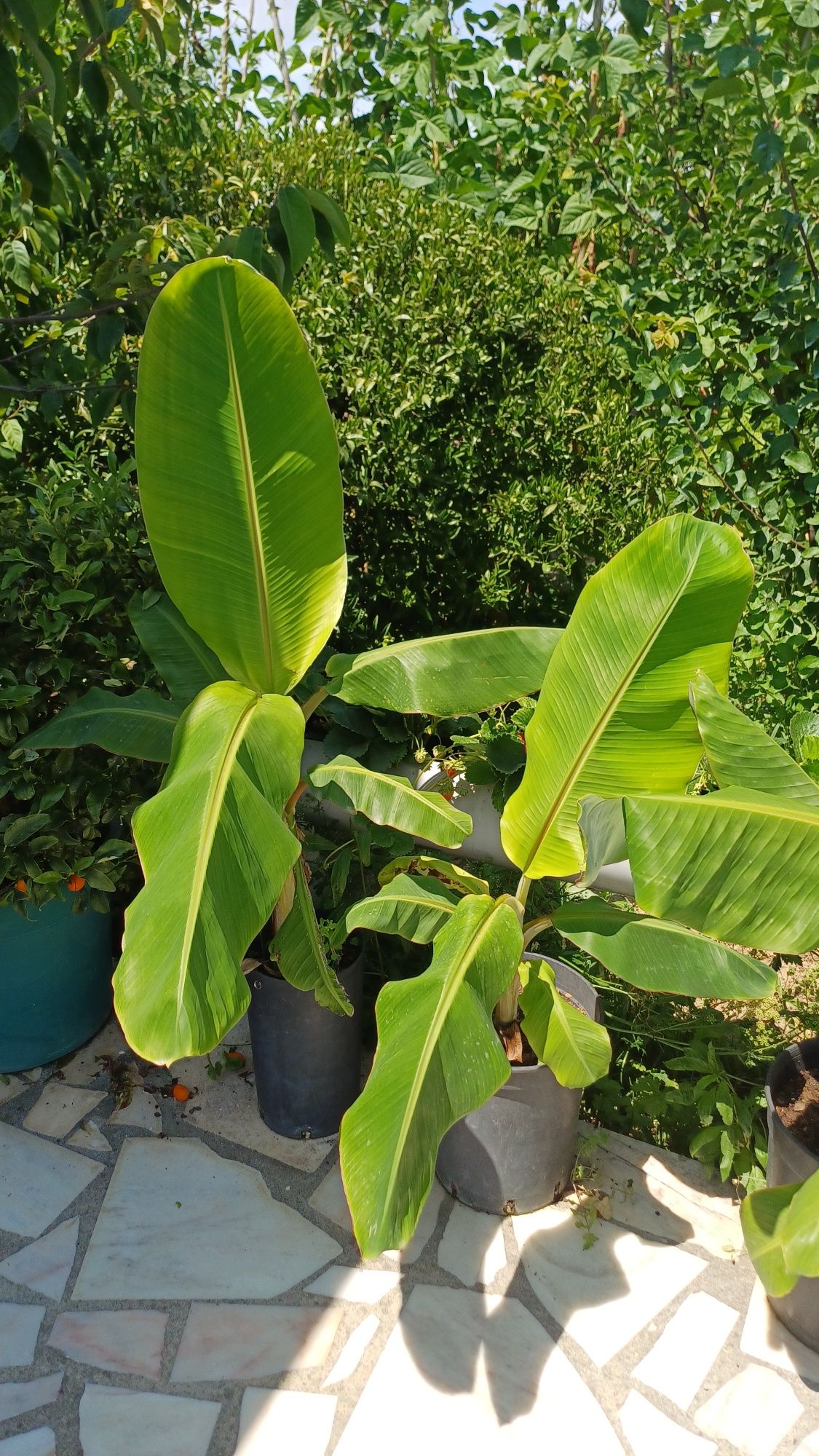 Bananeiras - tamanho médio e pequeno